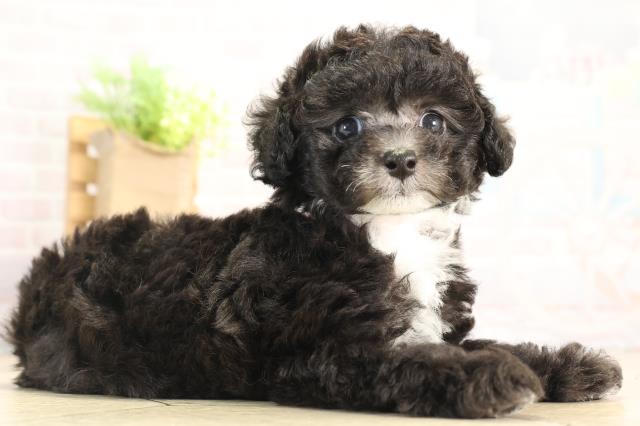 愛知県のトイプードル(ティーカップ) (Coo&RIKU東海店/2025年12月10日生まれ/女の子/グレーホワイト)の子犬の2枚目の画像