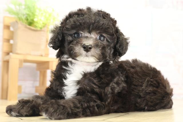 愛知県のトイプードル(ティーカップ) (Coo&RIKU東海店/2025年12月10日生まれ/女の子/グレーホワイト)の子犬の3枚目の画像