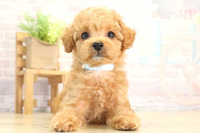 トイ・プードル