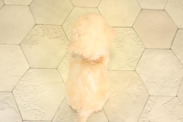 愛知県のビションプー(ビションフリーゼ×プードル) (Coo&RIKU東海店/2025年12月10日生まれ/女の子/ペールフォーン)の子犬の4枚目の画像