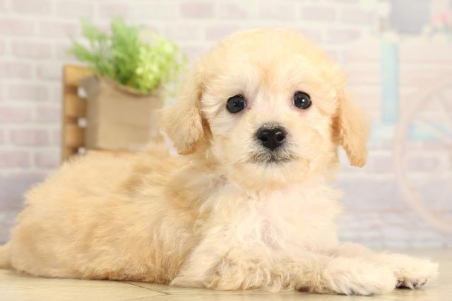 愛知県のビションプー(ビションフリーゼ×プードル) (Coo&RIKU名古屋滝ノ水店/2025年12月10日生まれ/女の子/クリーム)の子犬の2枚目の画像