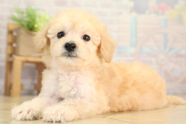 愛知県のビションプー(ビションフリーゼ×プードル) (Coo&RIKU名古屋滝ノ水店/2025年12月10日生まれ/女の子/クリーム)の子犬の3枚目の画像