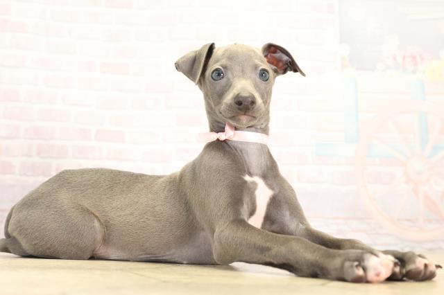 愛知県のイタリアングレーハウンド (Coo&RIKU豊田店/2025年12月7日生まれ/女の子/ブルーホワイトマーキングス)の子犬の2枚目の画像