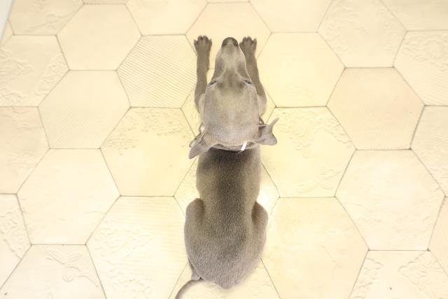 愛知県のイタリアングレーハウンド (Coo&RIKU豊田店/2025年12月7日生まれ/女の子/ブルーホワイトマーキングス)の子犬の4枚目の画像