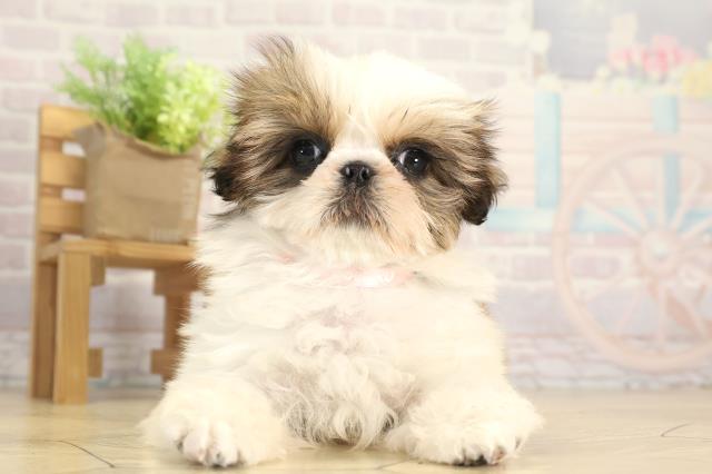 愛知県のシーズー (Coo&RIKU豊橋店/2025年12月8日生まれ/女の子/ホワイトゴールド)の子犬の1枚目の画像