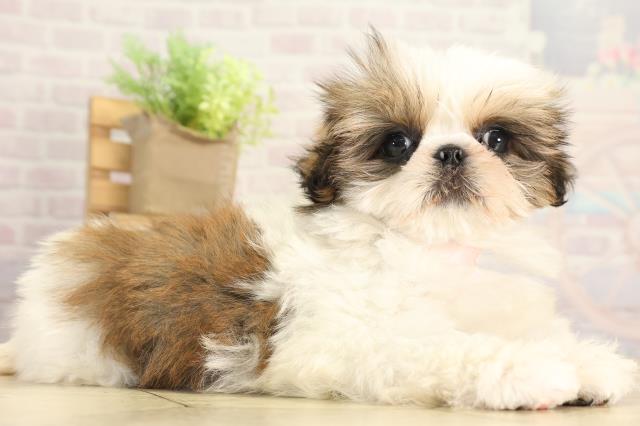 愛知県のシーズー (Coo&RIKU豊橋店/2025年12月8日生まれ/女の子/ホワイトゴールド)の子犬の2枚目の画像