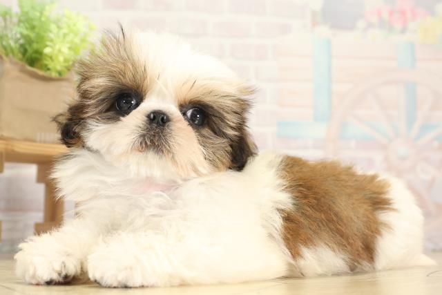 愛知県のシーズー (Coo&RIKU豊橋店/2025年12月8日生まれ/女の子/ホワイトゴールド)の子犬の3枚目の画像