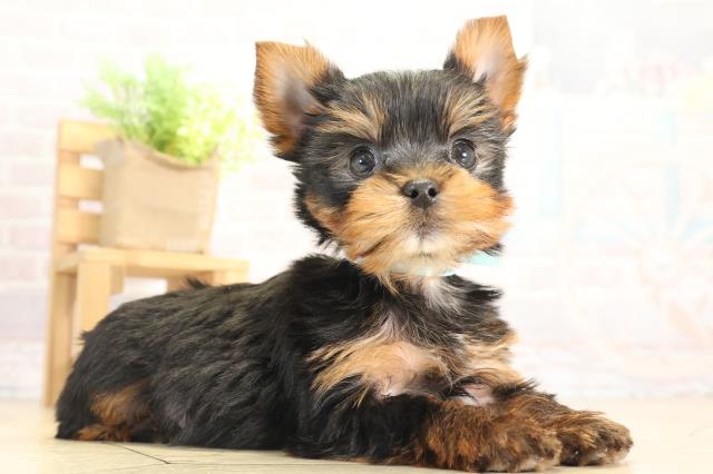 愛知県のヨークシャーテリア (Coo&RIKU瀬港線守山店/2025年12月8日生まれ/男の子/スチールブルータン)の子犬の2枚目の画像