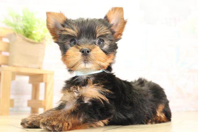 愛知県のヨークシャーテリア (Coo&RIKU瀬港線守山店/2025年12月8日生まれ/男の子/スチールブルータン)の子犬の3枚目の画像