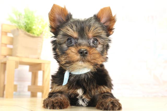 愛知県のヨークシャーテリア (Coo&RIKU名古屋滝ノ水店/2025年12月8日生まれ/男の子/スチールブルータン)の子犬の1枚目の画像
