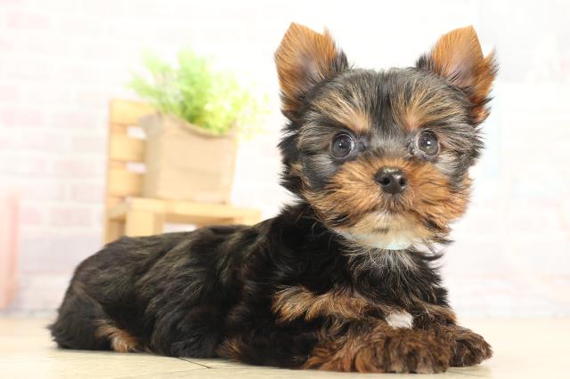 愛知県のヨークシャーテリア (Coo&RIKU名古屋滝ノ水店/2025年12月8日生まれ/男の子/スチールブルータン)の子犬の2枚目の画像