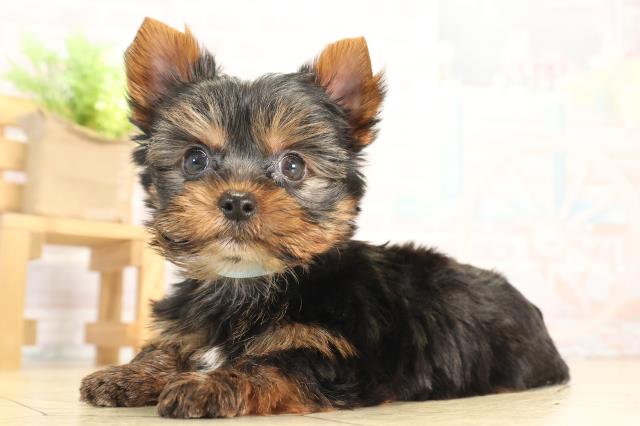 愛知県のヨークシャーテリア (Coo&RIKU名古屋滝ノ水店/2025年12月8日生まれ/男の子/スチールブルータン)の子犬の3枚目の画像