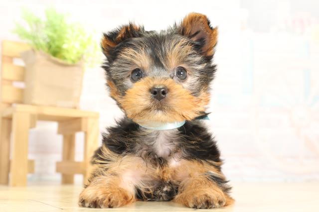 愛知県のヨークシャーテリア (Coo&RIKU半田店/2025年12月9日生まれ/男の子/スチールブルータン)の子犬の1枚目の画像