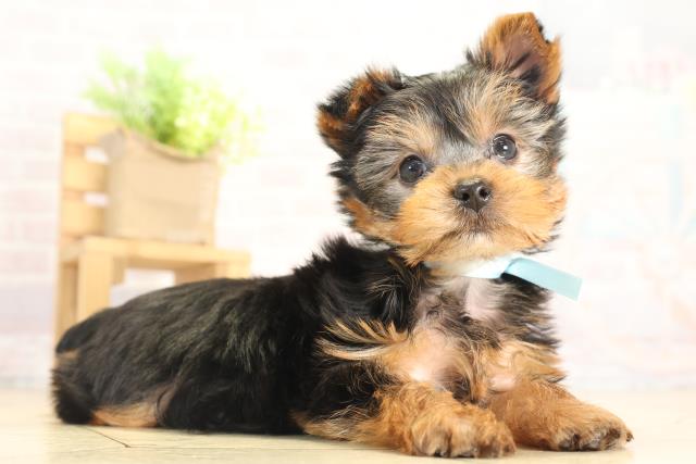 愛知県のヨークシャーテリア (Coo&RIKU半田店/2025年12月9日生まれ/男の子/スチールブルータン)の子犬の2枚目の画像