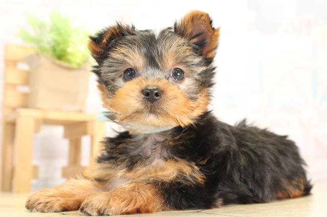 愛知県のヨークシャーテリア (Coo&RIKU半田店/2025年12月9日生まれ/男の子/スチールブルータン)の子犬の3枚目の画像