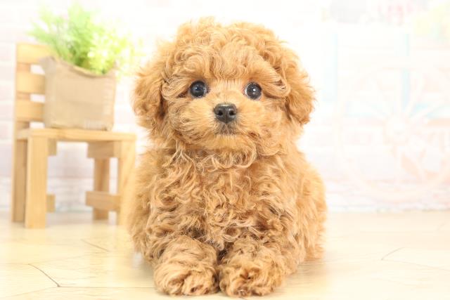 愛知県のトイプードル(トイ) (Coo&RIKU東海店/2025年12月9日生まれ/男の子/オレンジフォーン)の子犬の1枚目の画像