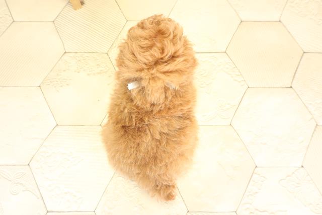 愛知県のトイプードル(トイ) (Coo&RIKU東海店/2025年12月9日生まれ/男の子/オレンジフォーン)の子犬の4枚目の画像
