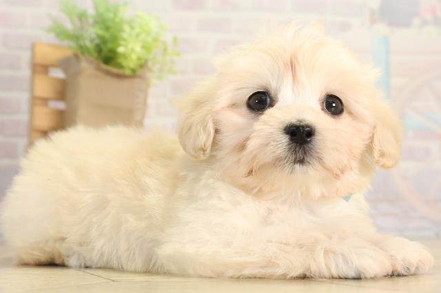 愛知県のマルックス(マルチーズ×ダックス) (Coo&RIKU名古屋滝ノ水店/2025年12月9日生まれ/男の子/クリーム)の子犬の2枚目の画像