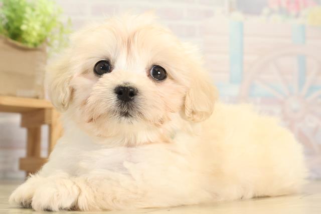 愛知県のマルックス(マルチーズ×ダックス) (Coo&RIKU名古屋滝ノ水店/2025年12月9日生まれ/男の子/クリーム)の子犬の3枚目の画像