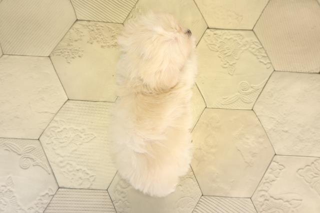 愛知県のマルックス(マルチーズ×ダックス) (Coo&RIKU名古屋滝ノ水店/2025年12月9日生まれ/男の子/クリーム)の子犬の4枚目の画像