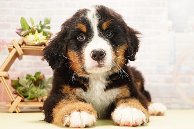 愛知県のバーニーズマウンテンドッグ (Coo&RIKU瀬港線守山店/2025年12月7日生まれ/男の子/ブラックラストホワイト)の子犬の1枚目の画像