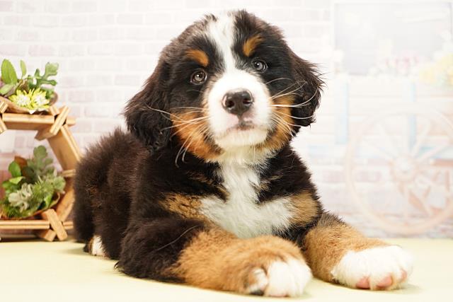 愛知県のバーニーズマウンテンドッグ (Coo&RIKU瀬港線守山店/2025年12月7日生まれ/男の子/ブラックラストホワイト)の子犬の2枚目の画像