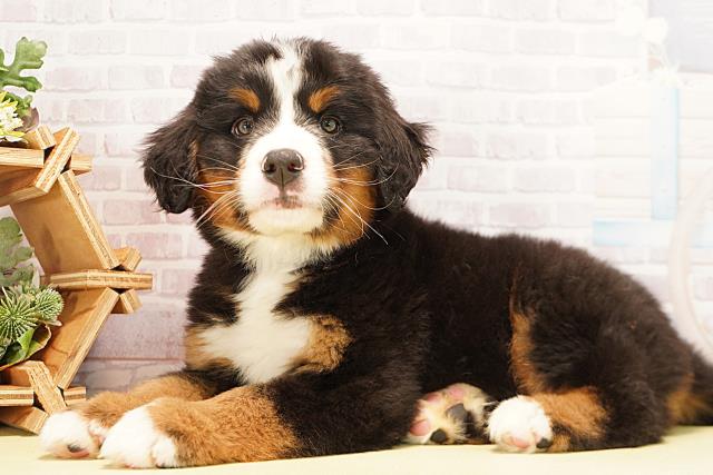 愛知県のバーニーズマウンテンドッグ (Coo&RIKU瀬港線守山店/2025年12月7日生まれ/男の子/ブラックラストホワイト)の子犬の3枚目の画像