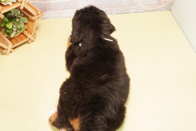 愛知県のバーニーズマウンテンドッグ (Coo&RIKU瀬港線守山店/2025年12月7日生まれ/男の子/ブラックラストホワイト)の子犬の4枚目の画像