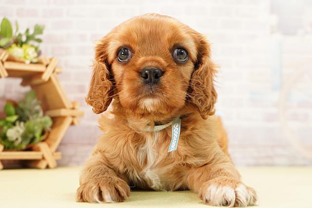 愛知県のキャバリアキングチャールズスパニエル (Coo&RIKU半田店/2025年12月7日生まれ/男の子/ルビー)の子犬の1枚目の画像