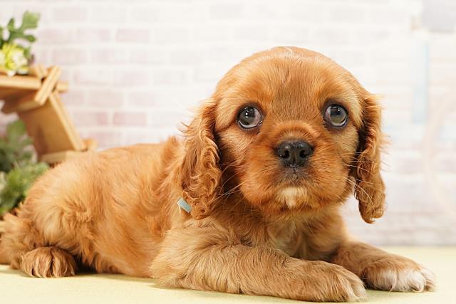 愛知県のキャバリアキングチャールズスパニエル (Coo&RIKU半田店/2025年12月7日生まれ/男の子/ルビー)の子犬の2枚目の画像