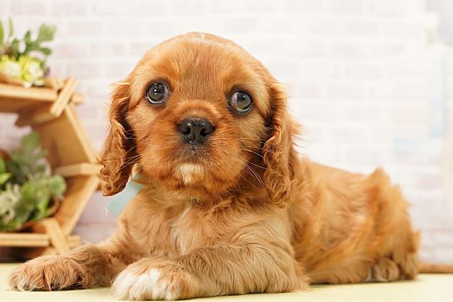 愛知県のキャバリアキングチャールズスパニエル (Coo&RIKU半田店/2025年12月7日生まれ/男の子/ルビー)の子犬の3枚目の画像