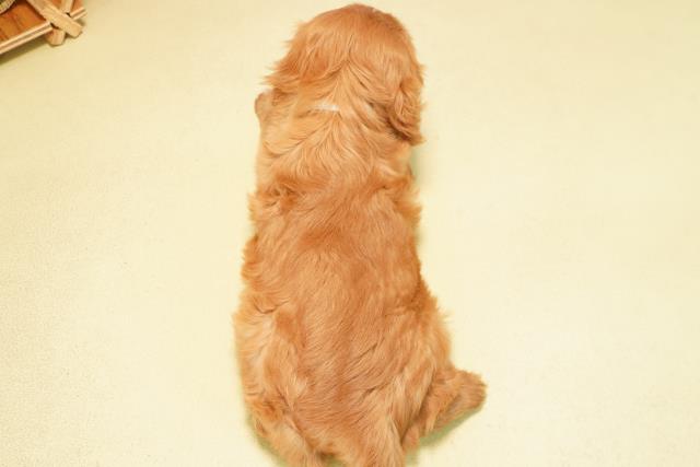 愛知県のキャバリアキングチャールズスパニエル (Coo&RIKU半田店/2025年12月7日生まれ/男の子/ルビー)の子犬の4枚目の画像