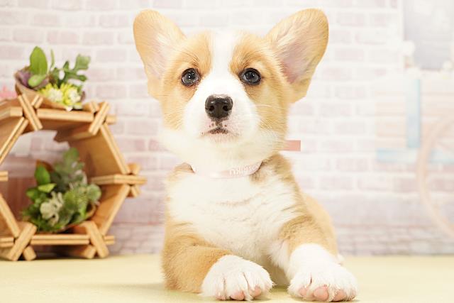 愛知県のウェルシュコーギーペンブローク (Coo&RIKU岡崎店/2025年12月9日生まれ/女の子/レッドホワイト)の子犬の1枚目の画像