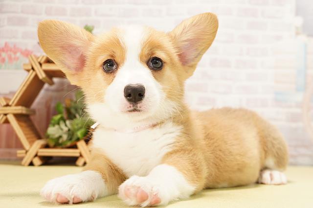 愛知県のウェルシュコーギーペンブローク (Coo&RIKU岡崎店/2025年12月9日生まれ/女の子/レッドホワイト)の子犬の3枚目の画像