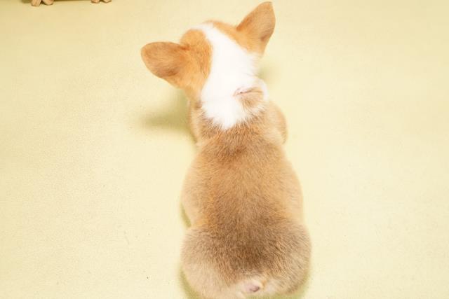 愛知県のウェルシュコーギーペンブローク (Coo&RIKU岡崎店/2025年12月9日生まれ/女の子/レッドホワイト)の子犬の4枚目の画像