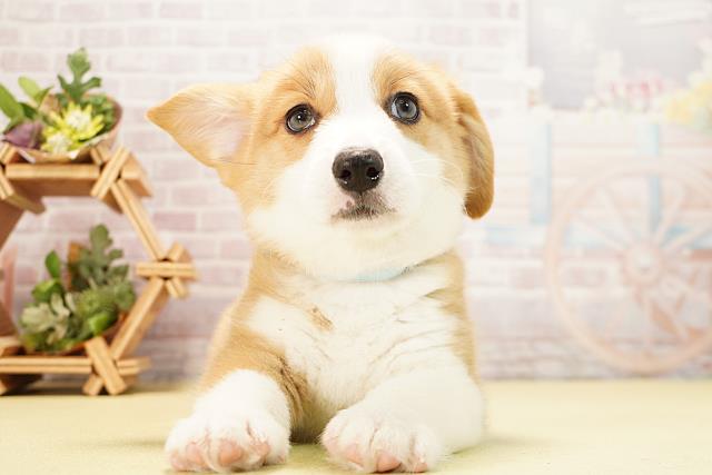 愛知県のウェルシュコーギーペンブローク (Coo&RIKU豊橋店/2025年12月9日生まれ/男の子/レッドホワイト)の子犬の1枚目の画像