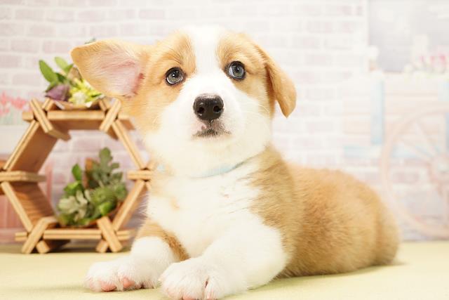 愛知県のウェルシュコーギーペンブローク (Coo&RIKU豊橋店/2025年12月9日生まれ/男の子/レッドホワイト)の子犬の3枚目の画像