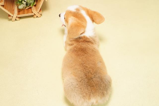 愛知県のウェルシュコーギーペンブローク (Coo&RIKU豊橋店/2025年12月9日生まれ/男の子/レッドホワイト)の子犬の4枚目の画像