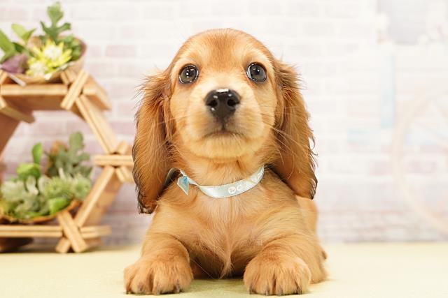 ミニチュア・ダックスフンド