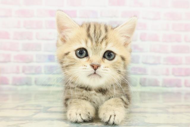 神奈川県のミヌエット (Coo&RIKU横浜港南台店/2025年12月9日生まれ/女の子/ブラウンタビー)の子猫の1枚目の画像