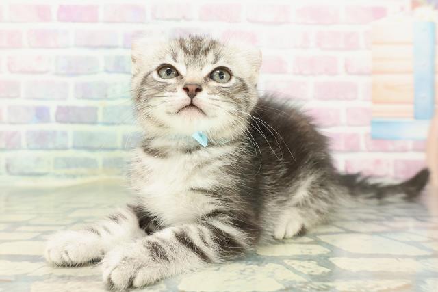 栃木県のキンカロー (Coo&RIKU足利店/2025年12月10日生まれ/男の子/シルバータビー)の子猫の2枚目の画像