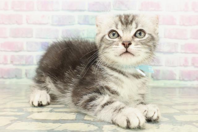 栃木県のキンカロー (Coo&RIKU足利店/2025年12月10日生まれ/男の子/シルバータビー)の子猫の3枚目の画像