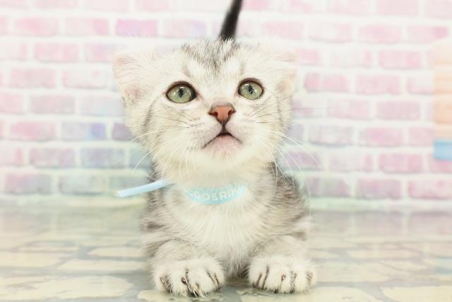 神奈川県のキンカロー (Coo&RIKU小田原店/2025年12月10日生まれ/男の子/シルバータビー)の子猫の1枚目の画像