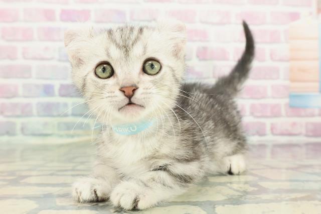 神奈川県のキンカロー (Coo&RIKU小田原店/2025年12月10日生まれ/男の子/シルバータビー)の子猫の2枚目の画像