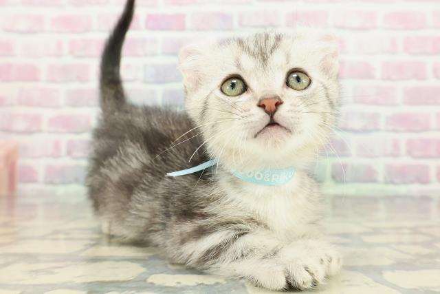 神奈川県のキンカロー (Coo&RIKU小田原店/2025年12月10日生まれ/男の子/シルバータビー)の子猫の3枚目の画像