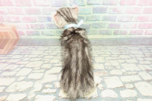 神奈川県のキンカロー (Coo&RIKU小田原店/2025年12月10日生まれ/男の子/シルバータビー)の子猫の4枚目の画像