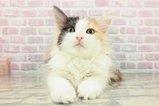 神奈川県のノルウェージャンフォレストキャット (Coo&RIKU江の島店/2025年11月12日生まれ/女の子/キャリコ)の子猫の1枚目の画像