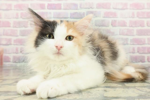 神奈川県のノルウェージャンフォレストキャット (Coo&RIKU江の島店/2025年11月12日生まれ/女の子/キャリコ)の子猫の2枚目の画像