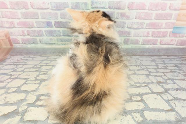 神奈川県のノルウェージャンフォレストキャット (Coo&RIKU江の島店/2025年11月12日生まれ/女の子/キャリコ)の子猫の4枚目の画像