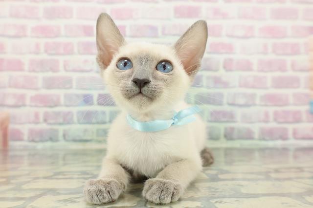 神奈川県のトンキニーズ (Coo&RIKU秦野店/2025年11月17日生まれ/男の子/ブルーポイント)の子猫の1枚目の画像